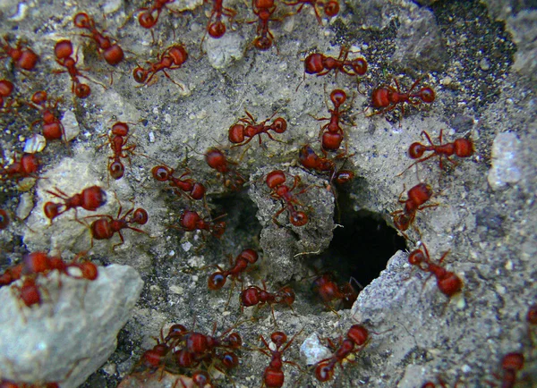Vörös hangyák 2 Stock Kép