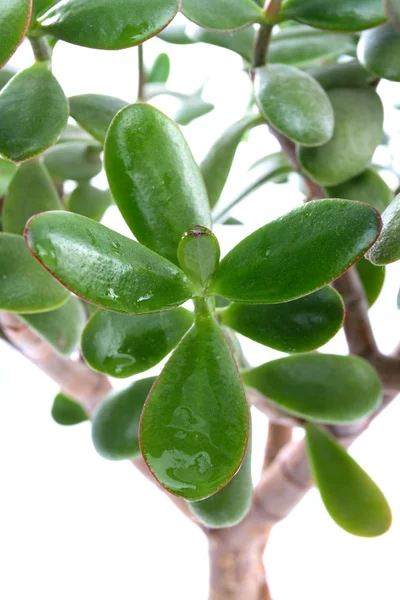 stock image Money tree and a drop