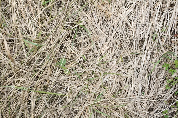 stock image Texture of a grass_01