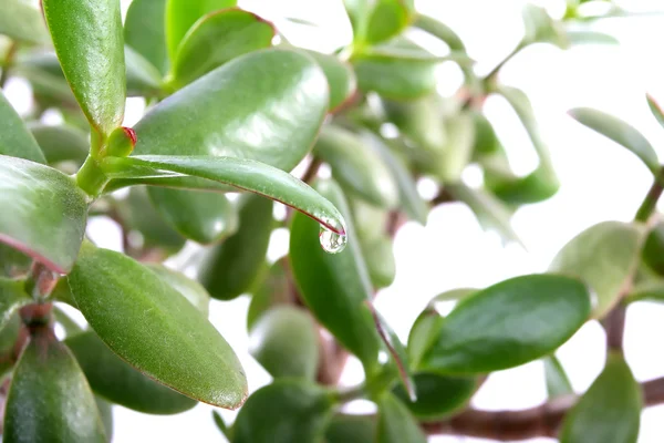 stock image Money tree and a drop