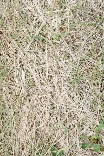 Stock image Texture of a grass_02