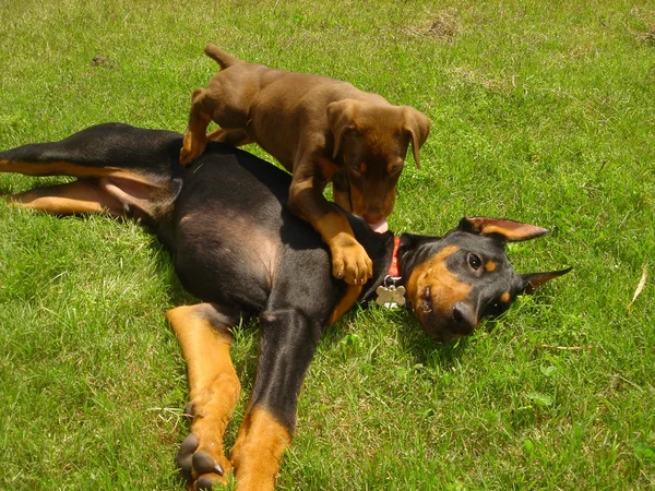 Cani che giocano in cortile — Foto Stock