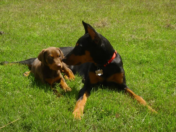 Hunde spielen im Hof Stockfoto
