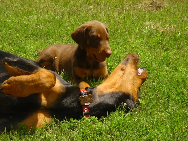 Honden spelen in gras Stockafbeelding