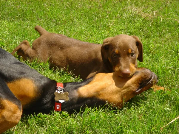 Honden spelen in gras Rechtenvrije Stockafbeeldingen