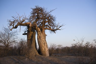 Baobab clipart