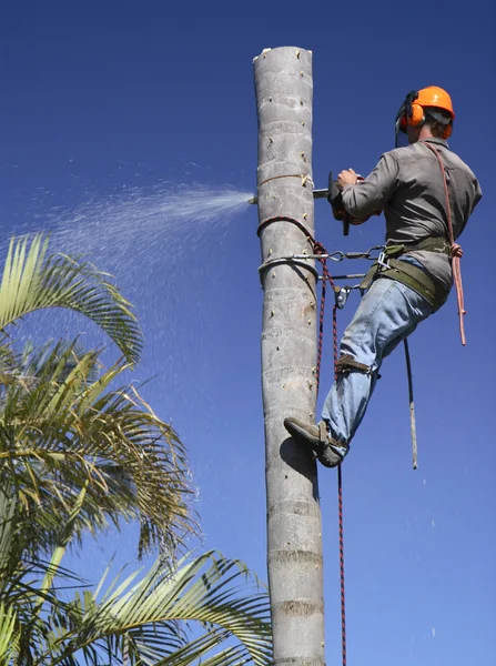 Träd beskärning / Palm träd beskärning — Stockfoto