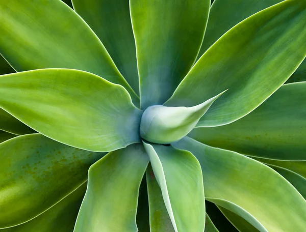 Agave kaktus (attenuata) — Stockfoto