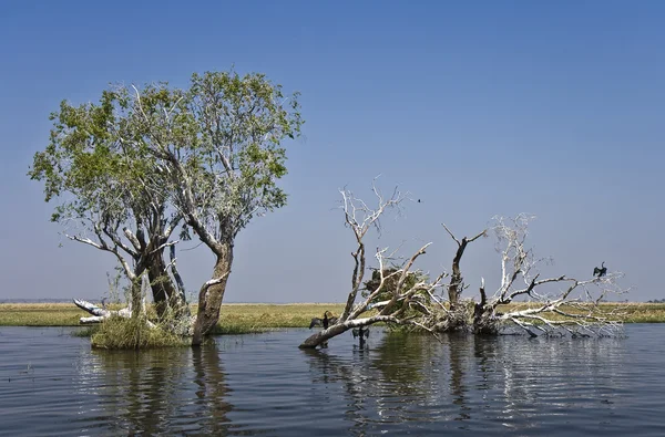 Chobe nehir — Stok fotoğraf