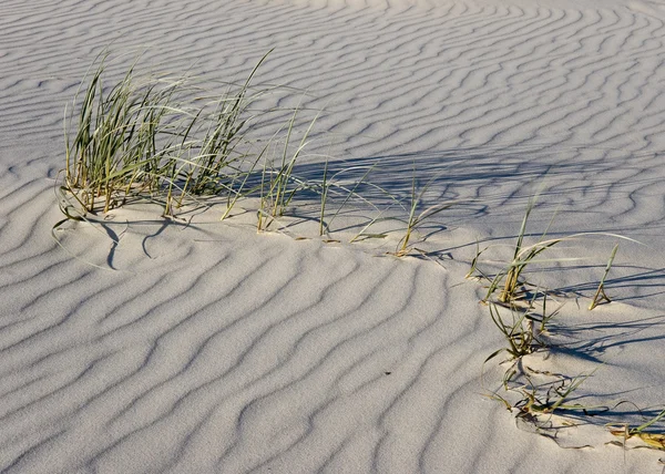 Песок, трава и ветер — стоковое фото