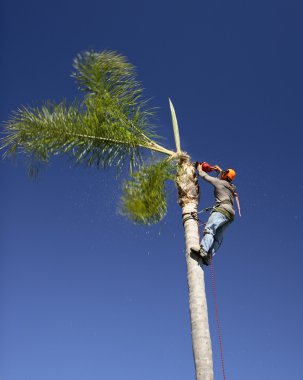 Palm tree lopping