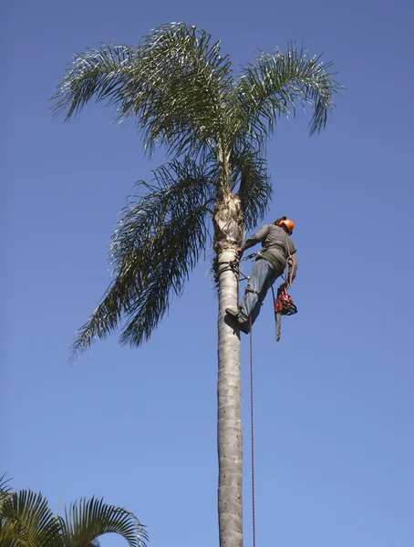 Palm tree lopping — Stockfoto