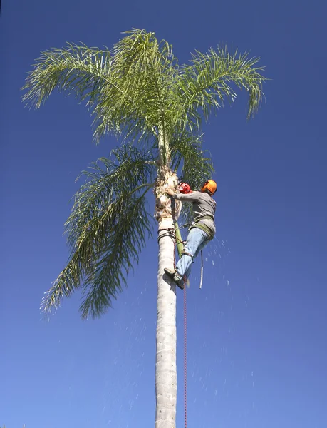 Palm tree lopping — Stockfoto