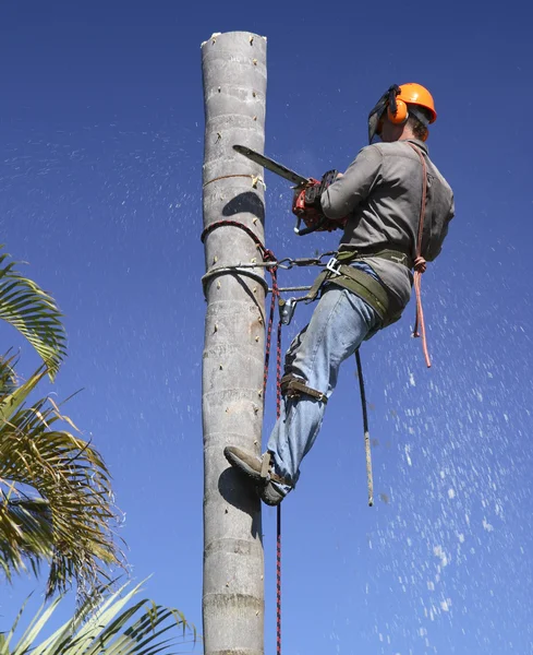 Palm träd beskärning — Stockfoto