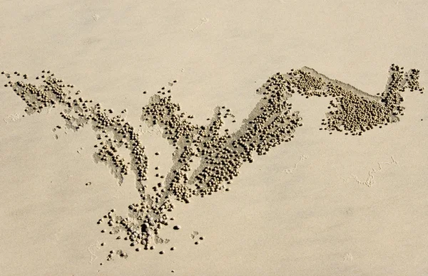 Palle di granchio di sabbia — Foto Stock