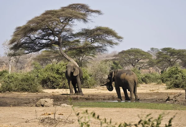 Afrikai elefánt — Stock Fotó