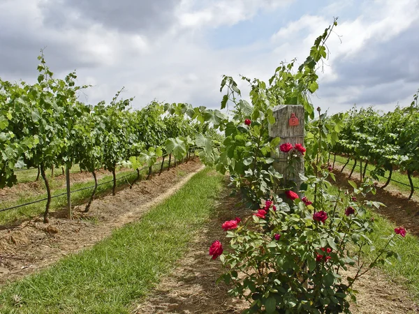 Róż i winorośli — Zdjęcie stockowe