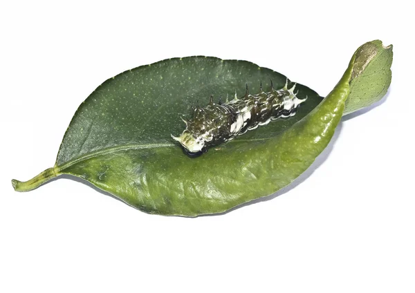 Caterpillar — Stock Photo, Image