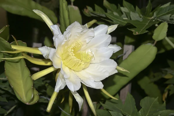 stock image Pitaya flower