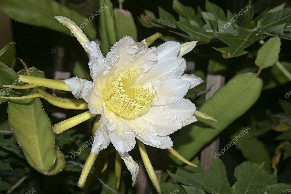 Pitaya flower Stock Photo by ©ribeiroantonio 1698970