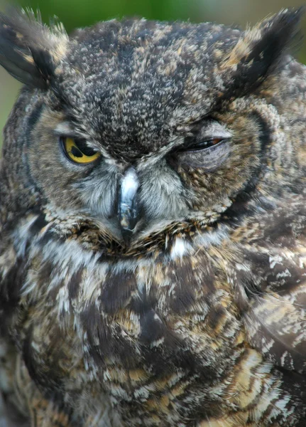 stock image Staring Owl.