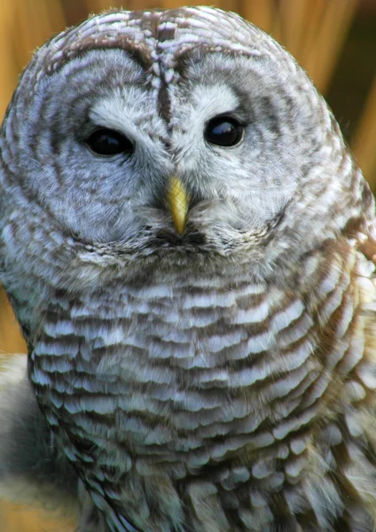 Staring Owl. — Stock Photo, Image