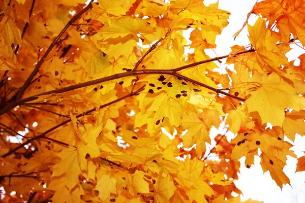 stock image Yellow autumnal background.