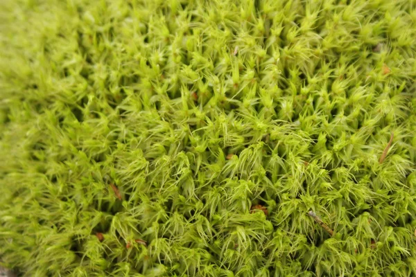 Зеленый мох фон с мягким фокусом — стоковое фото