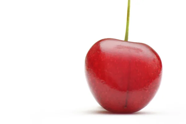Mazzard cherry — Stock Photo, Image