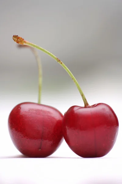 Close-up of mazzard cherry — Stock Photo, Image