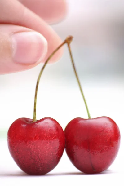 Mazzard cherry with fingers of person wh — Stock Photo, Image