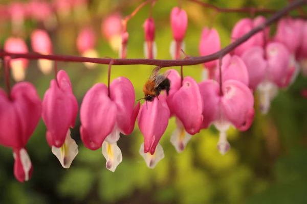 Čmelák na růžovém květu — Stock fotografie