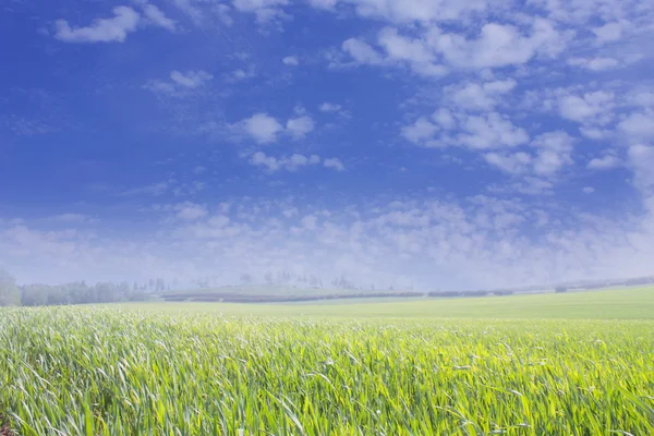 Blauer bewölkter Himmel und grünes Feld lizenzfreie Stockbilder