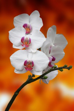 Orchid flowers clipart