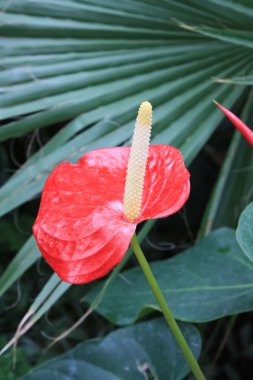 calla lilly