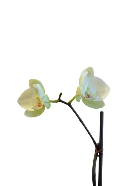 Білі квіти орхідей на гілці — стокове фото