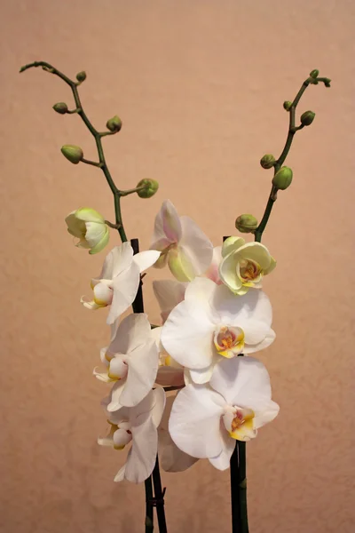 Fleurs blanches d'orchidée — Photo