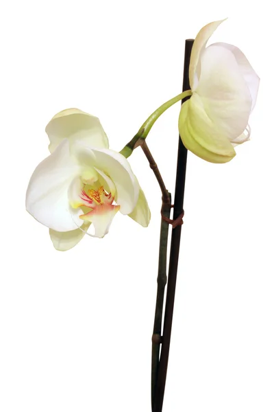 Weiße Orchideenblüten auf dem Zweig — Stockfoto