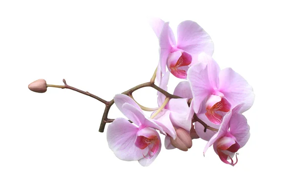 stock image Pink orchid flowers