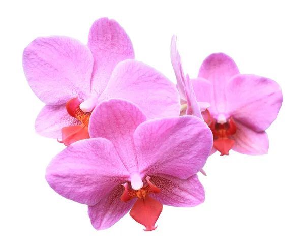 Drei rosa Orchideenblüten — Stockfoto