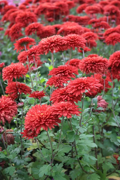 Red chrysanthemum background — Stock Photo, Image