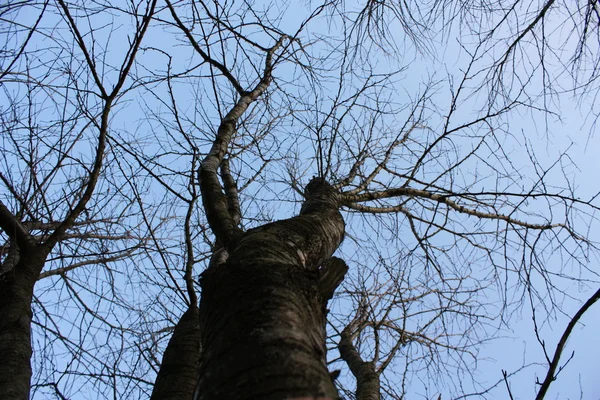 Őszi fa — Stock Fotó