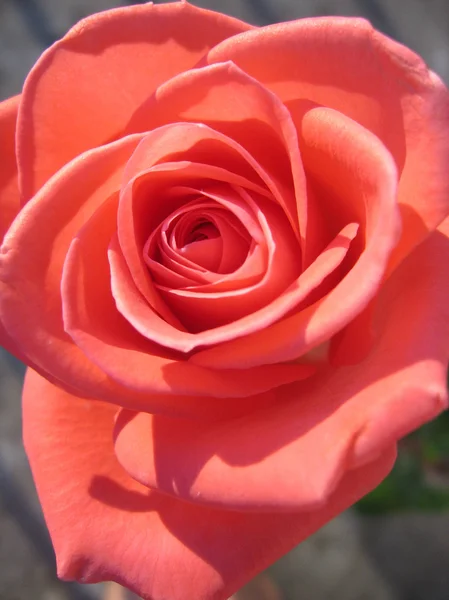 Серце з троянди — стокове фото