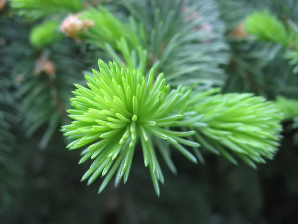 Zelený firtree — Stock fotografie