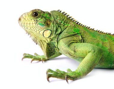 Iguana clipart