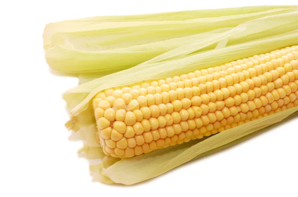 Щойно зібране кукурудзи — стокове фото