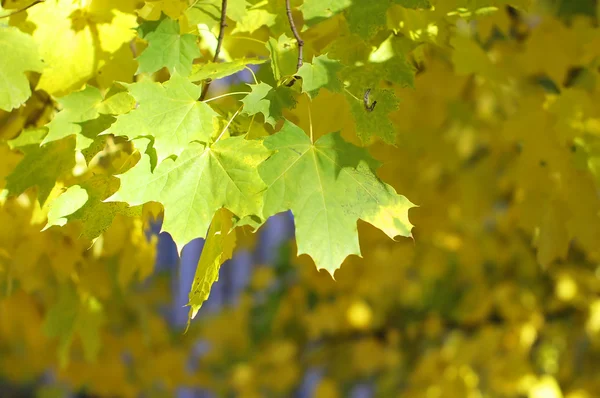 黄色的秋天树叶在树上 — 图库照片