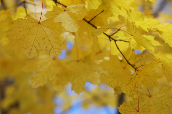Το φθινόπωρο τα φύλλα και το γαλάζιο του ουρανού — Φωτογραφία Αρχείου