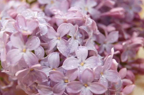 Lilac with water drop — Stock Photo, Image