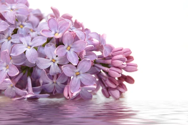 Lila blommor — Stockfoto